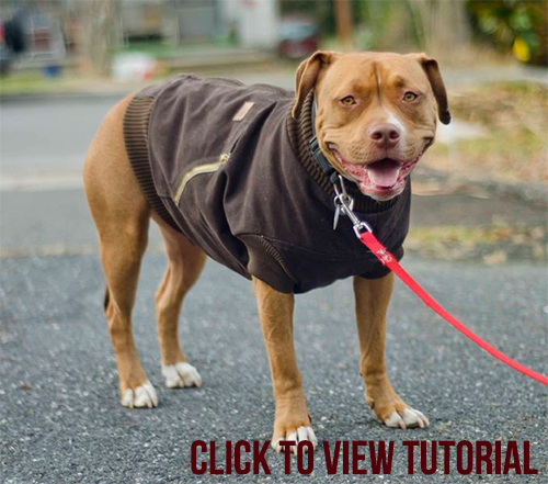 Carhartt Dog Jacket